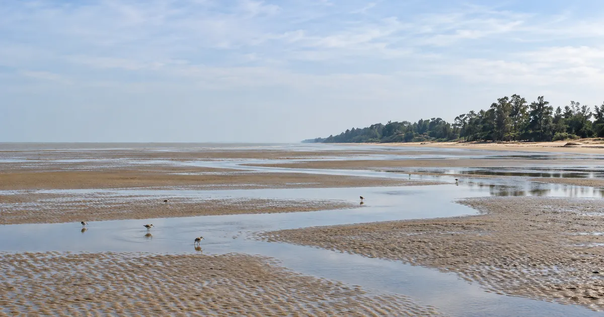 Illustrative coastal cottages among casuarina trees beside Chandipur’s tidal shore