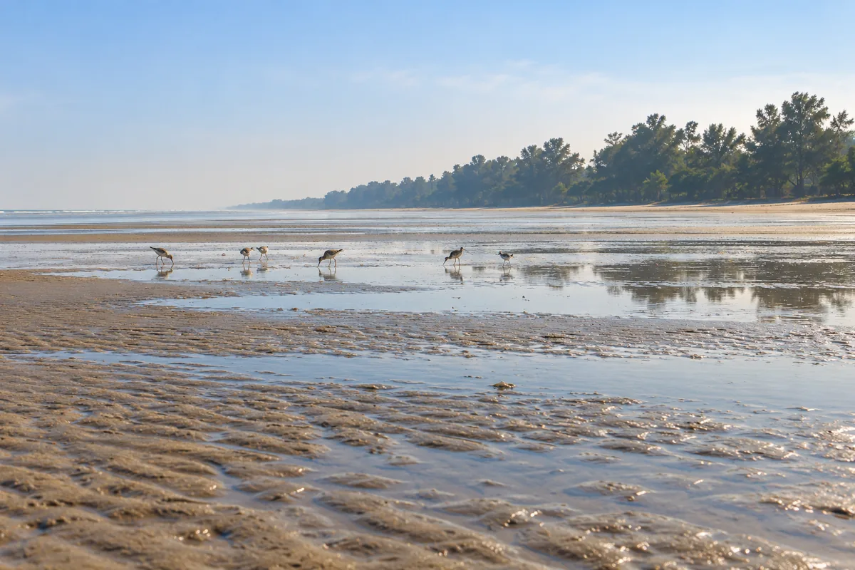 Illustrative shorebirds foraging on Chandipur’s exposed tidal flats beneath the casuarina treeline
