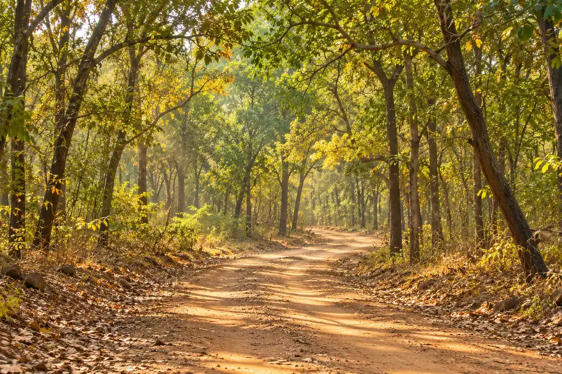 Shaded dirt trail beneath dry deciduous trees in Debrigarh