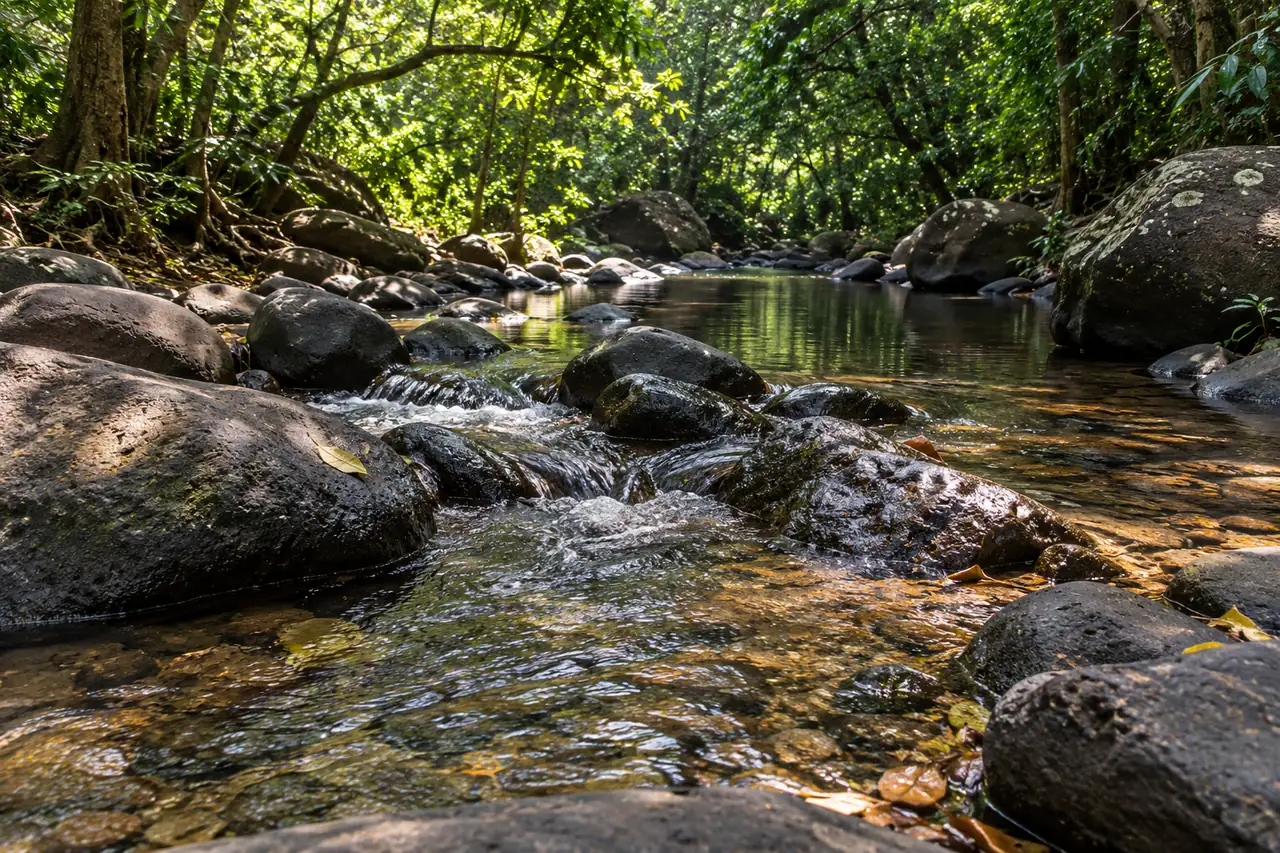 A shallow forest stream flows over dark boulders near Deojhar Waterfall