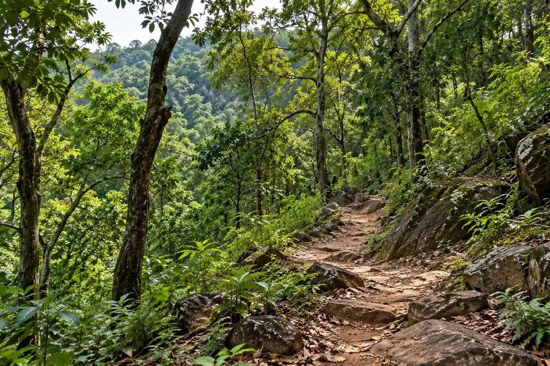 Rocky footpath winds through forest on the Gandhamardan hills