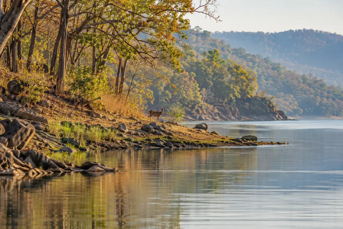 A deer stands at the quiet forested edge of Hirakud reservoir