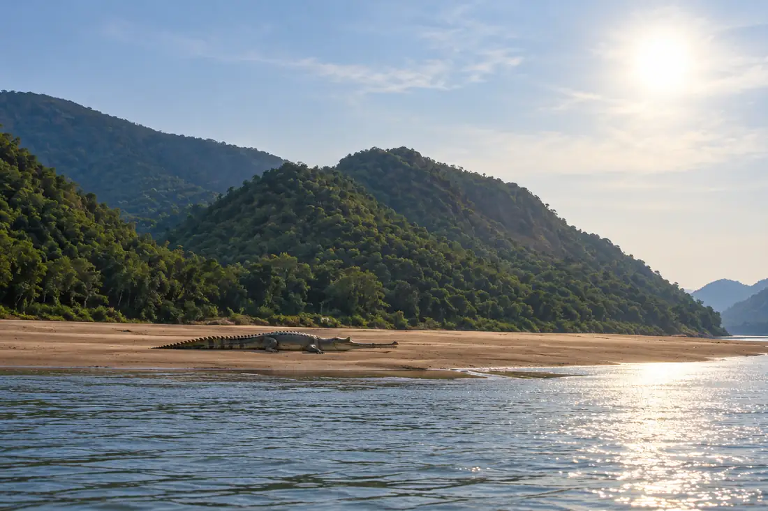 Gharial rests on a sandbar between the forested hills at Satkosia