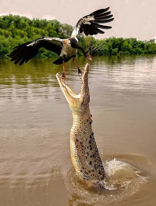 Bhitarkanika National Park - Mangroves and Crocodiles in Odisha