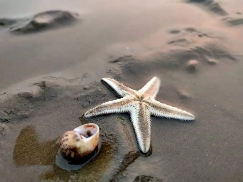 Chandipur Beach Odisha - The Vanishing Sea Phenomenon