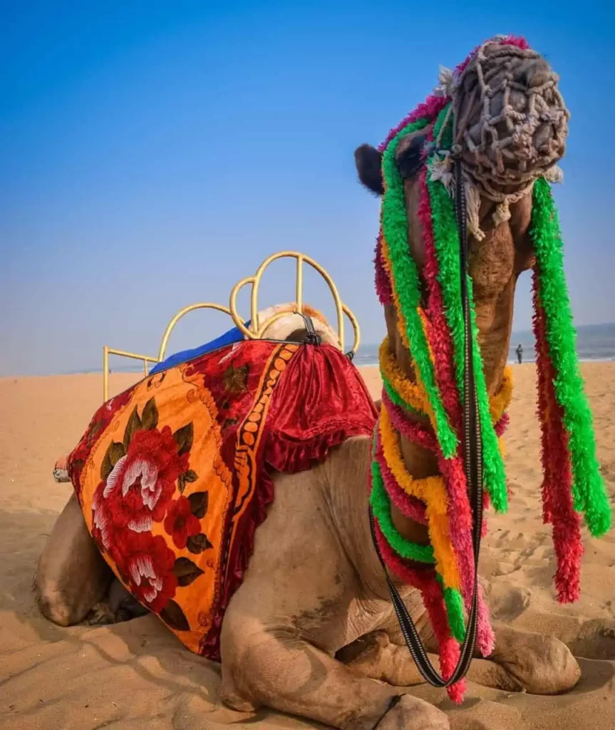 Camel Ride at Puri Beach