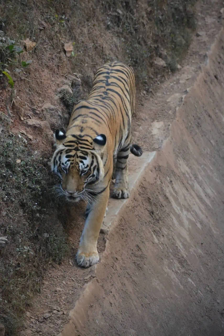 Black Tiger at Nandankanan