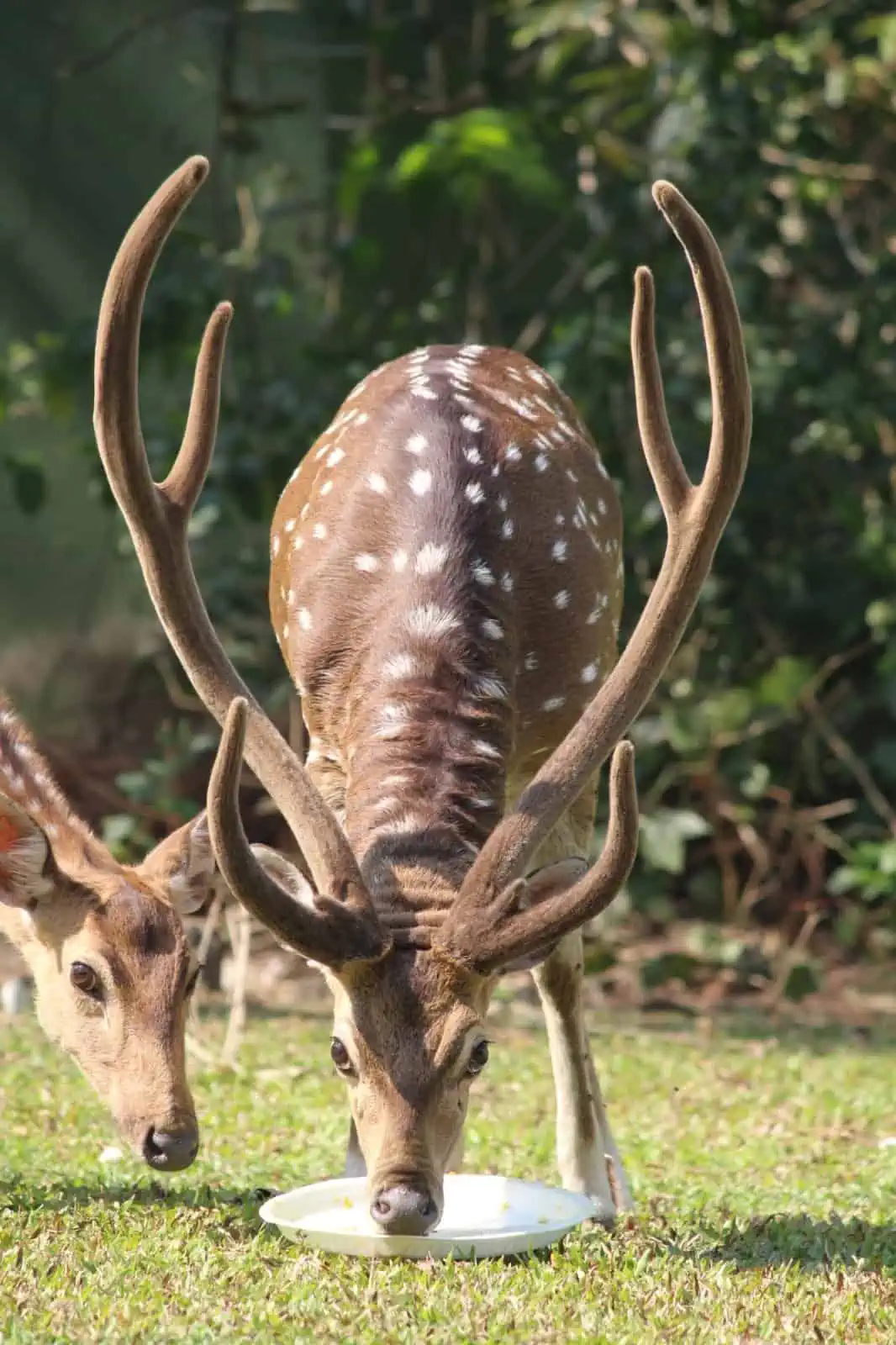 Deer at Nandankanan
