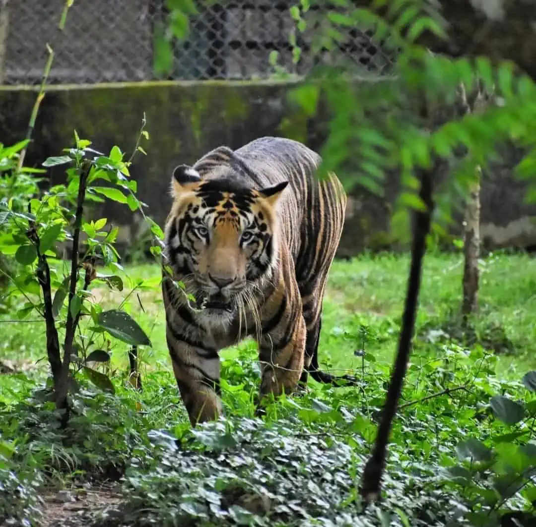 Majestic Tiger at Nandankanan