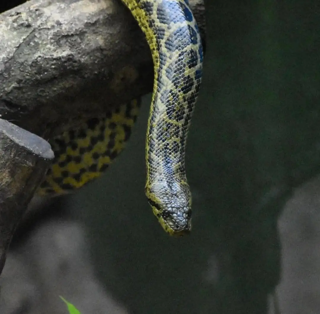 Snake at Nandankanan