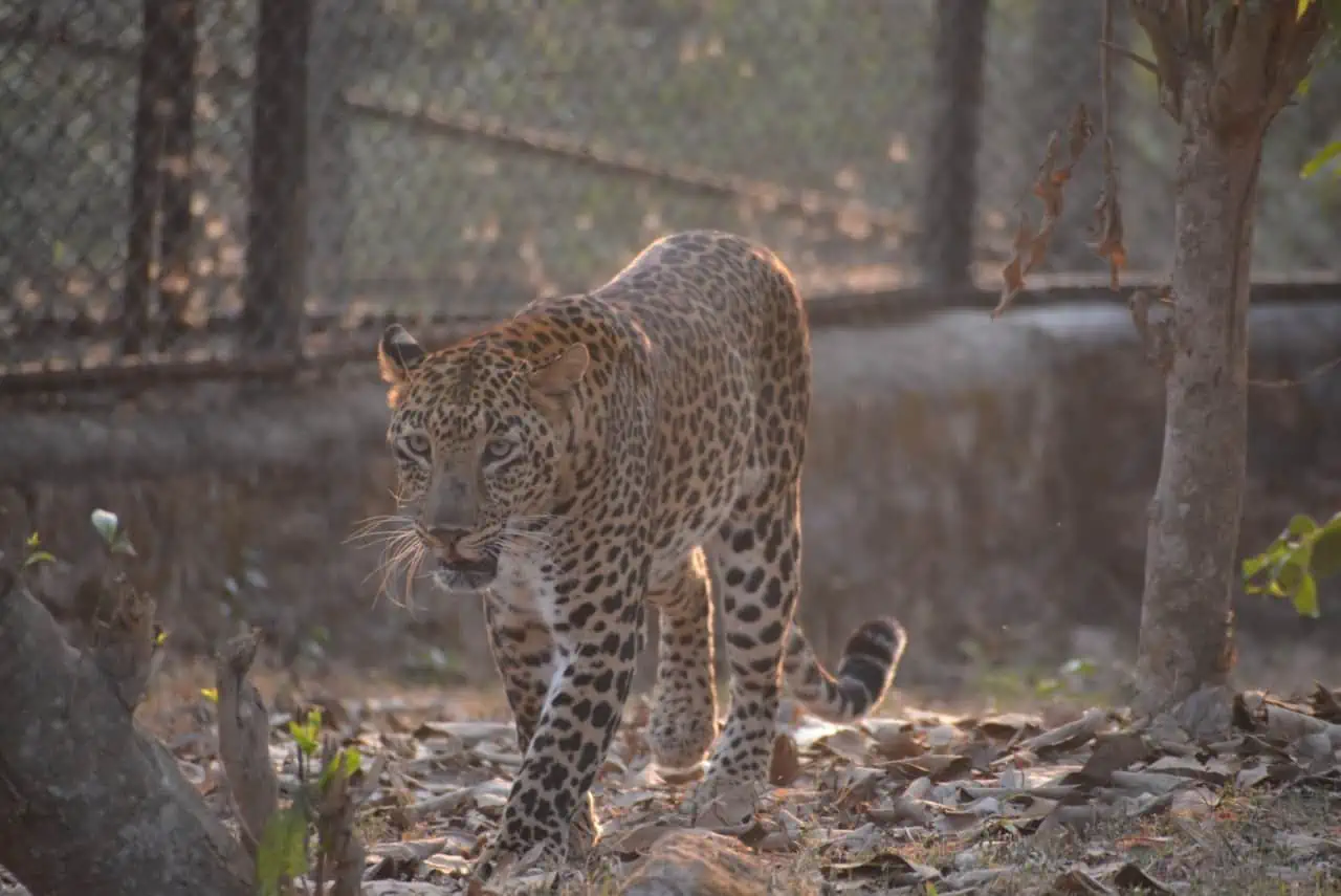 White Tiger at Nandankanan
