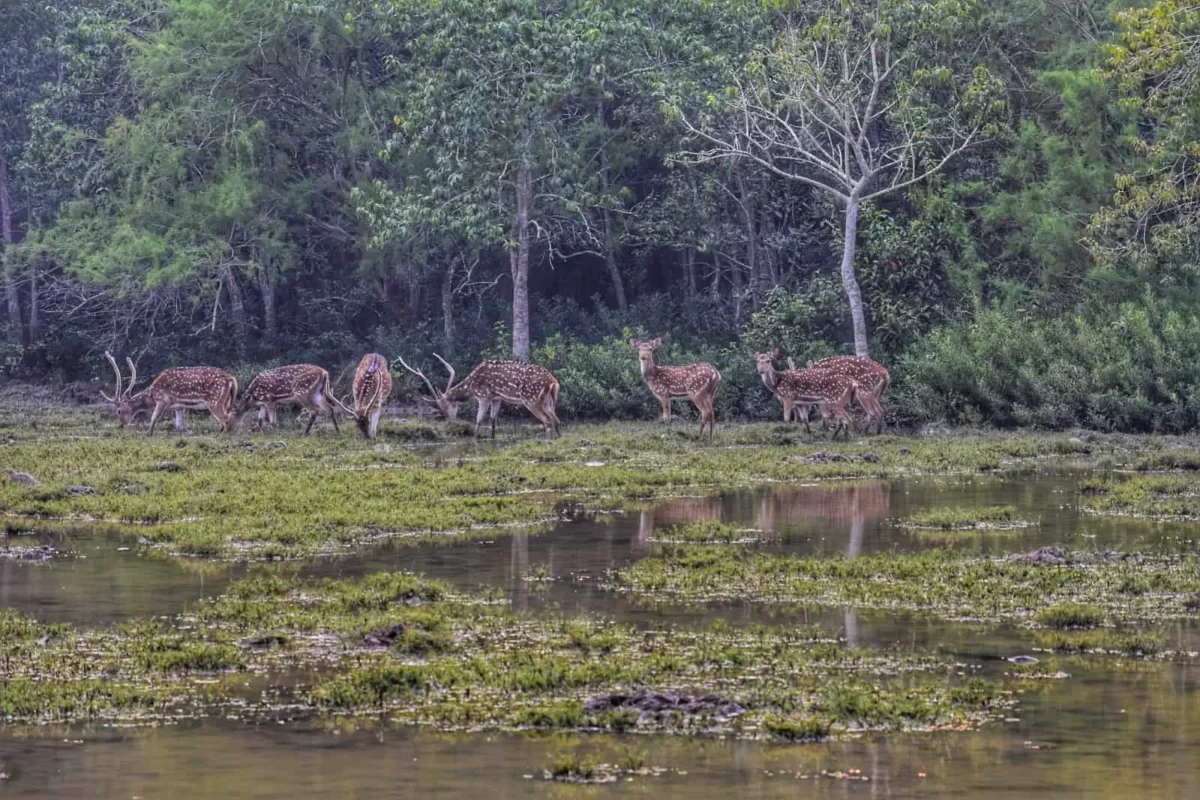 Bhitarkanika National Park deers