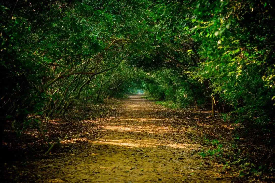 Bhitarkanika National Park forest