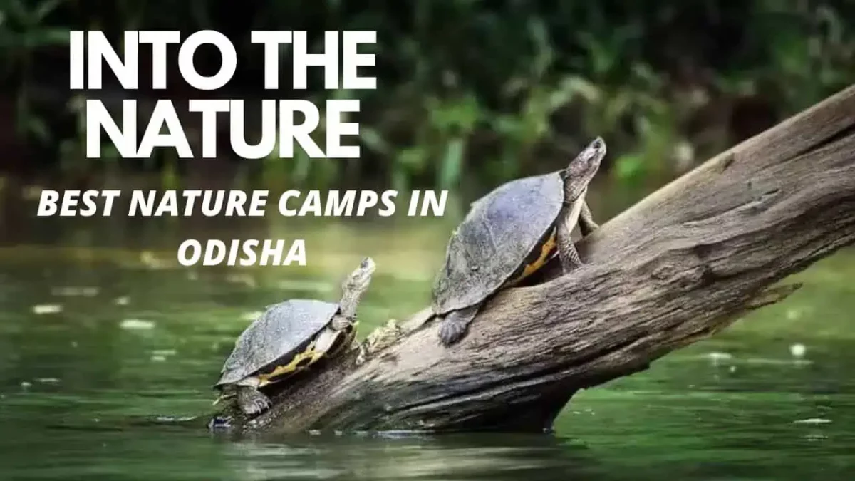Eco Tourism Odisha Scenic View