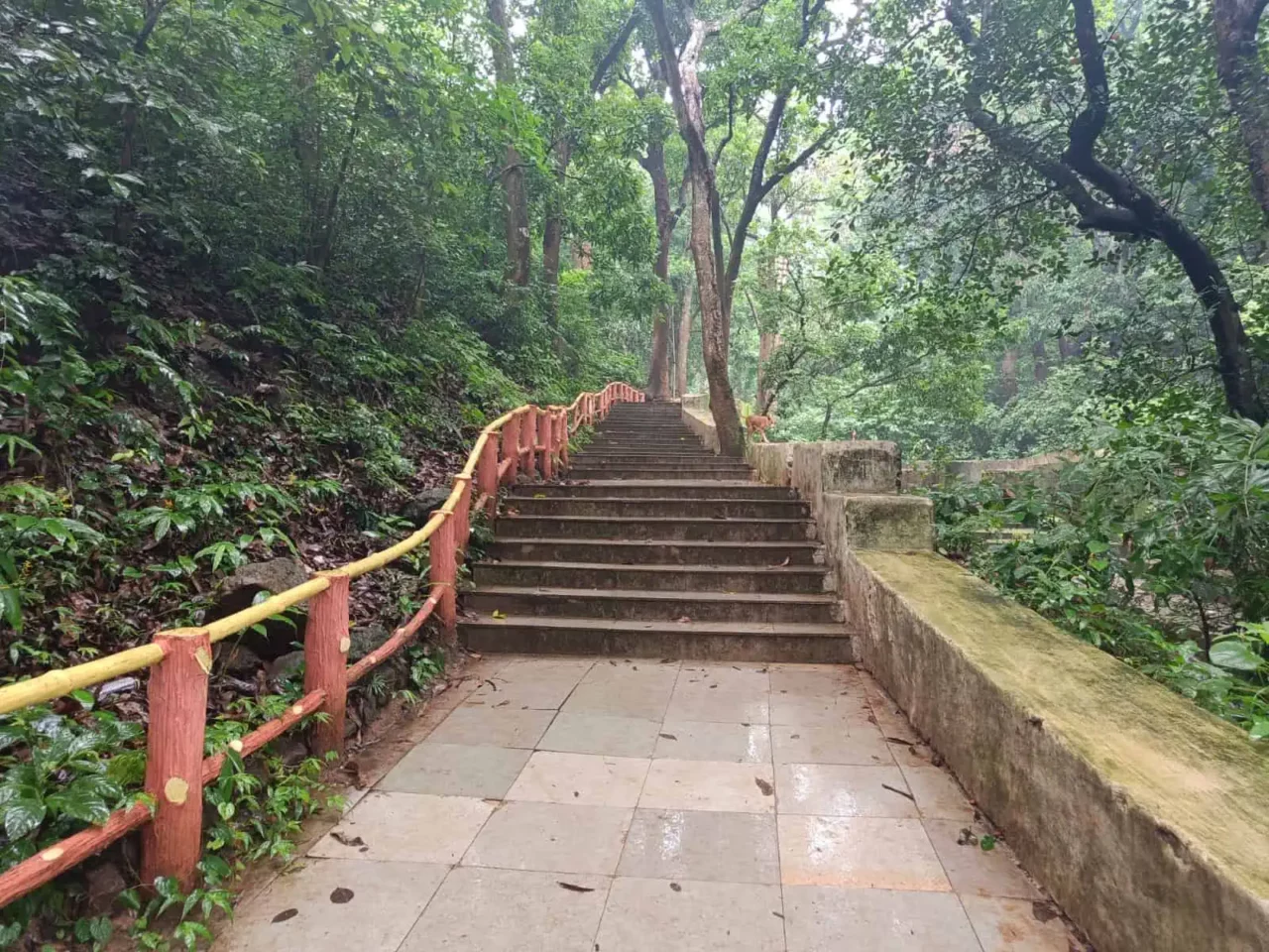 Stone steps leading through the forest to Saptasajya Raghunath Temple