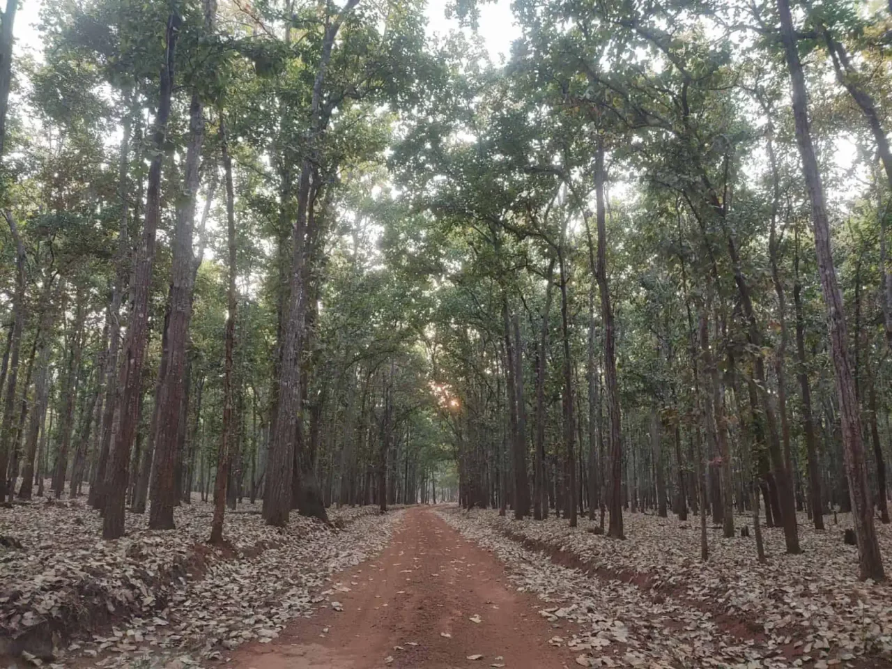Similipal Nature Camp Road