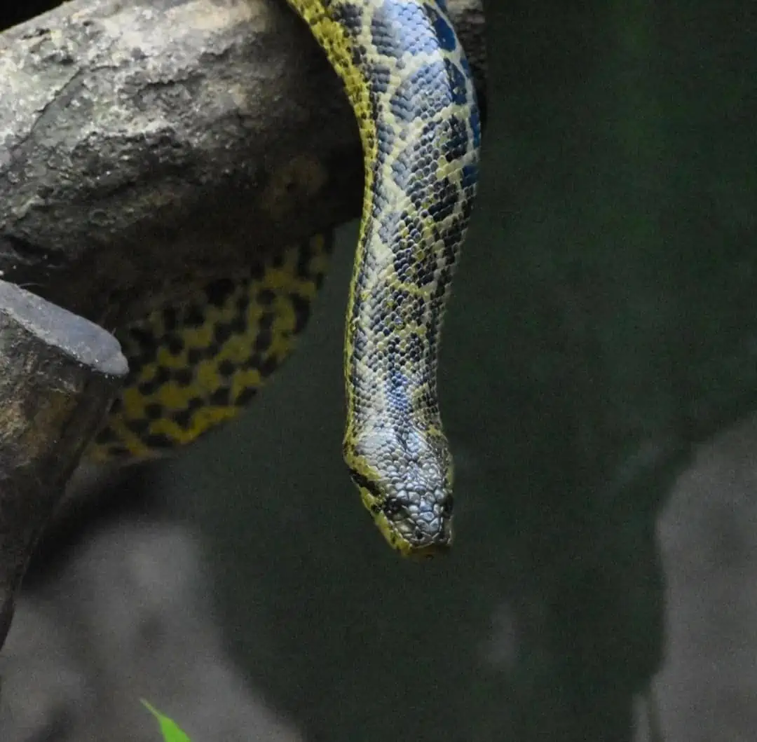Snake at NandanKanan
