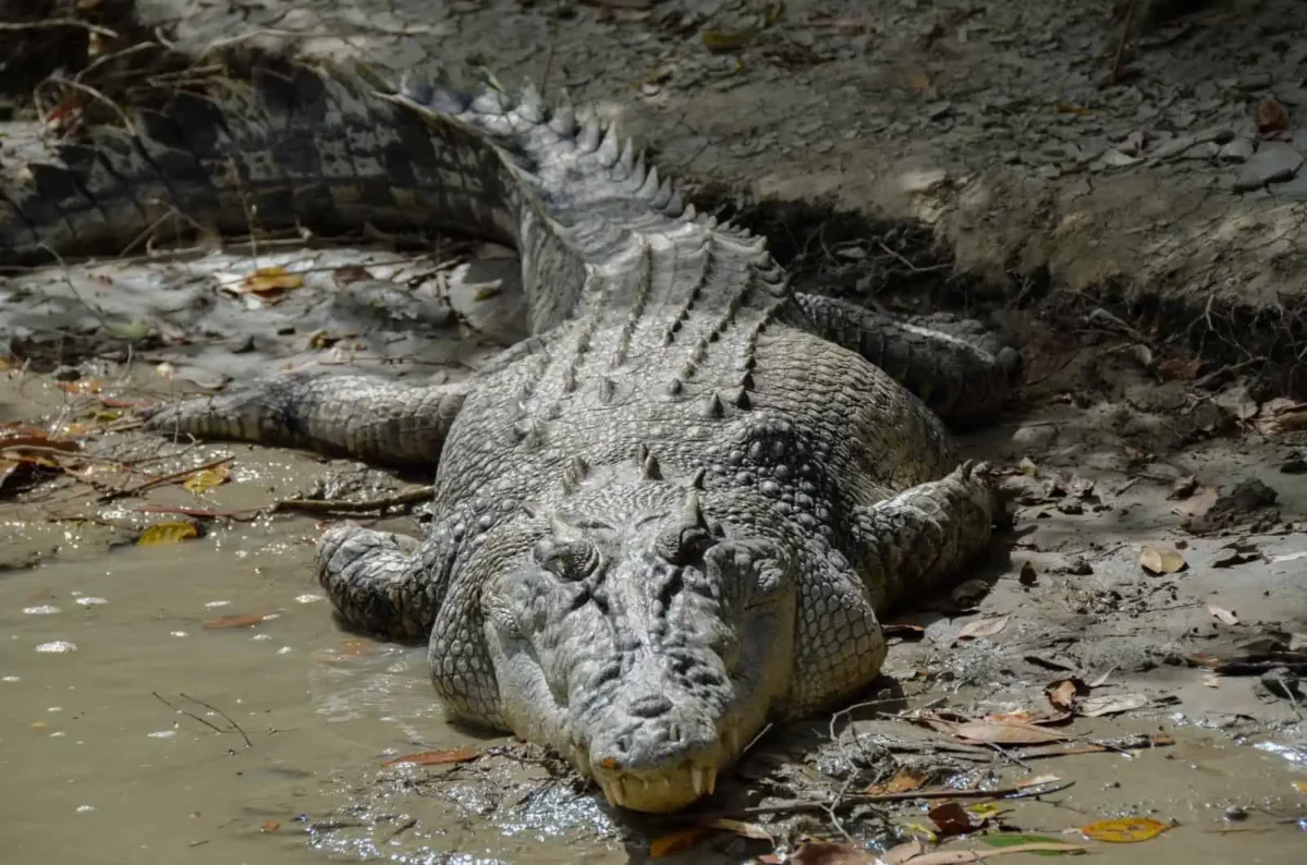 Bhitarkanika National Park crocodile