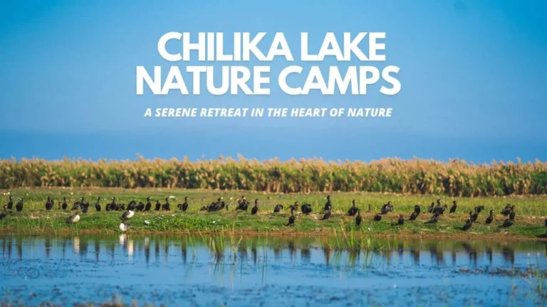 Chilika Lake Nature Camps – Rajhans, Berhampura and Mangalajodi