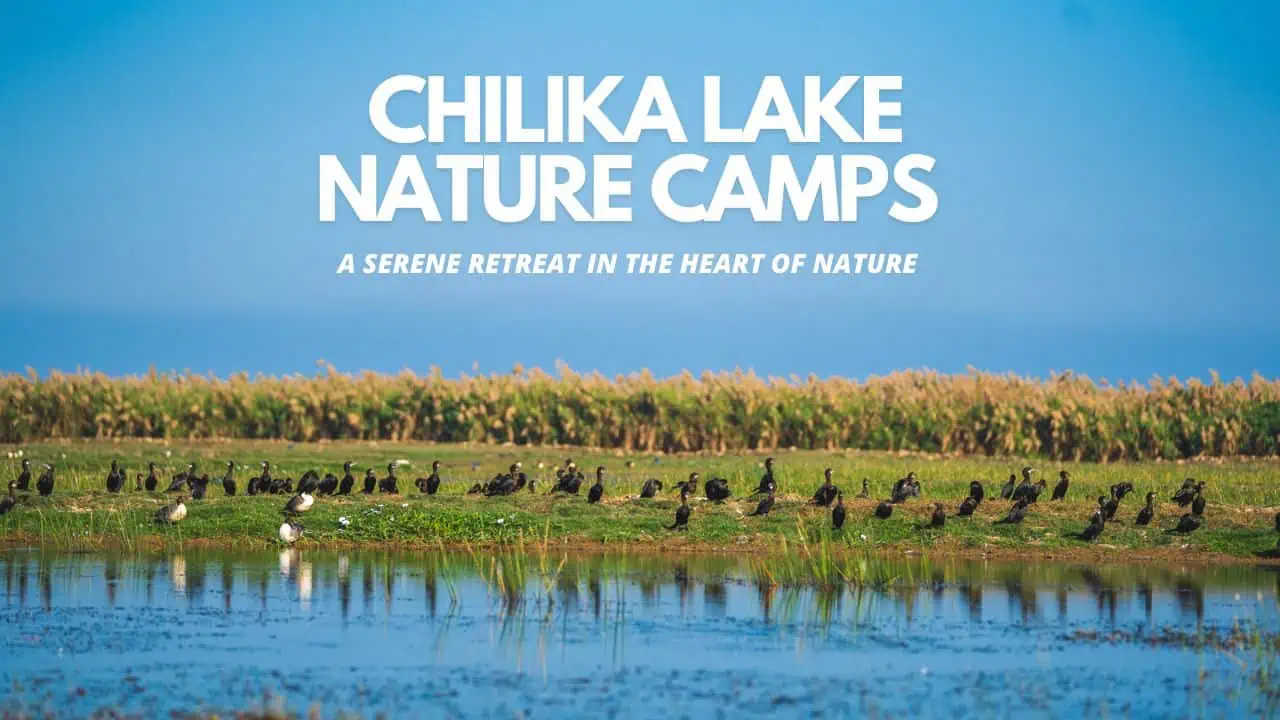 Chilika Lake Nature Camps