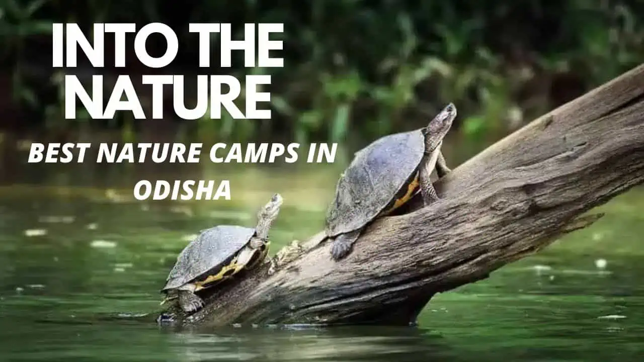 eco tourism places in odisha