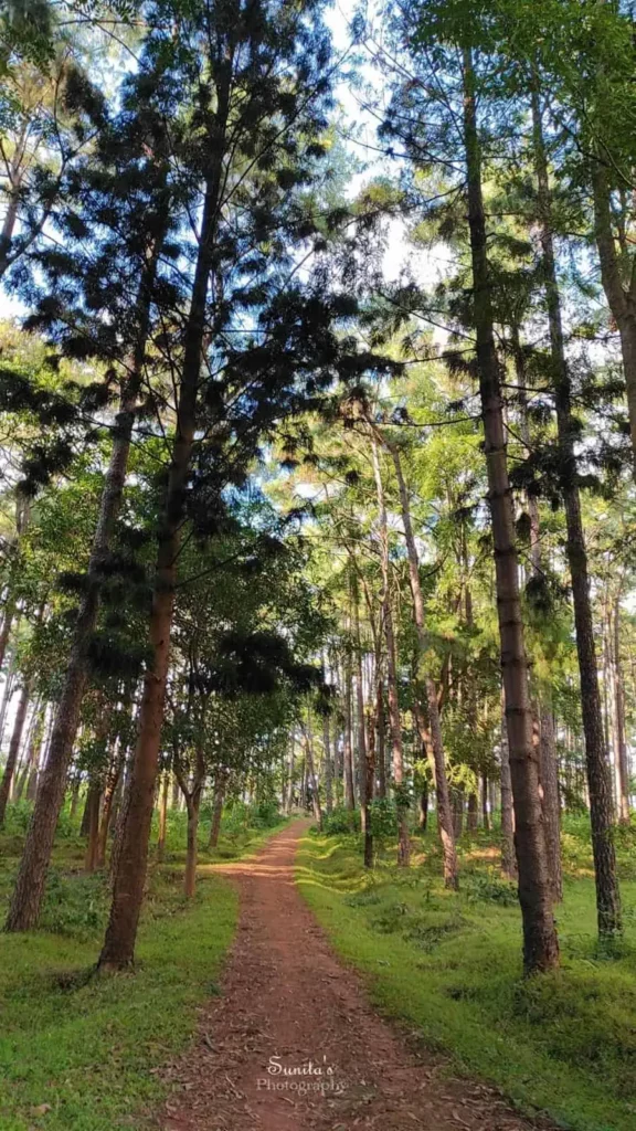 Koraput Nature Camp pine trees